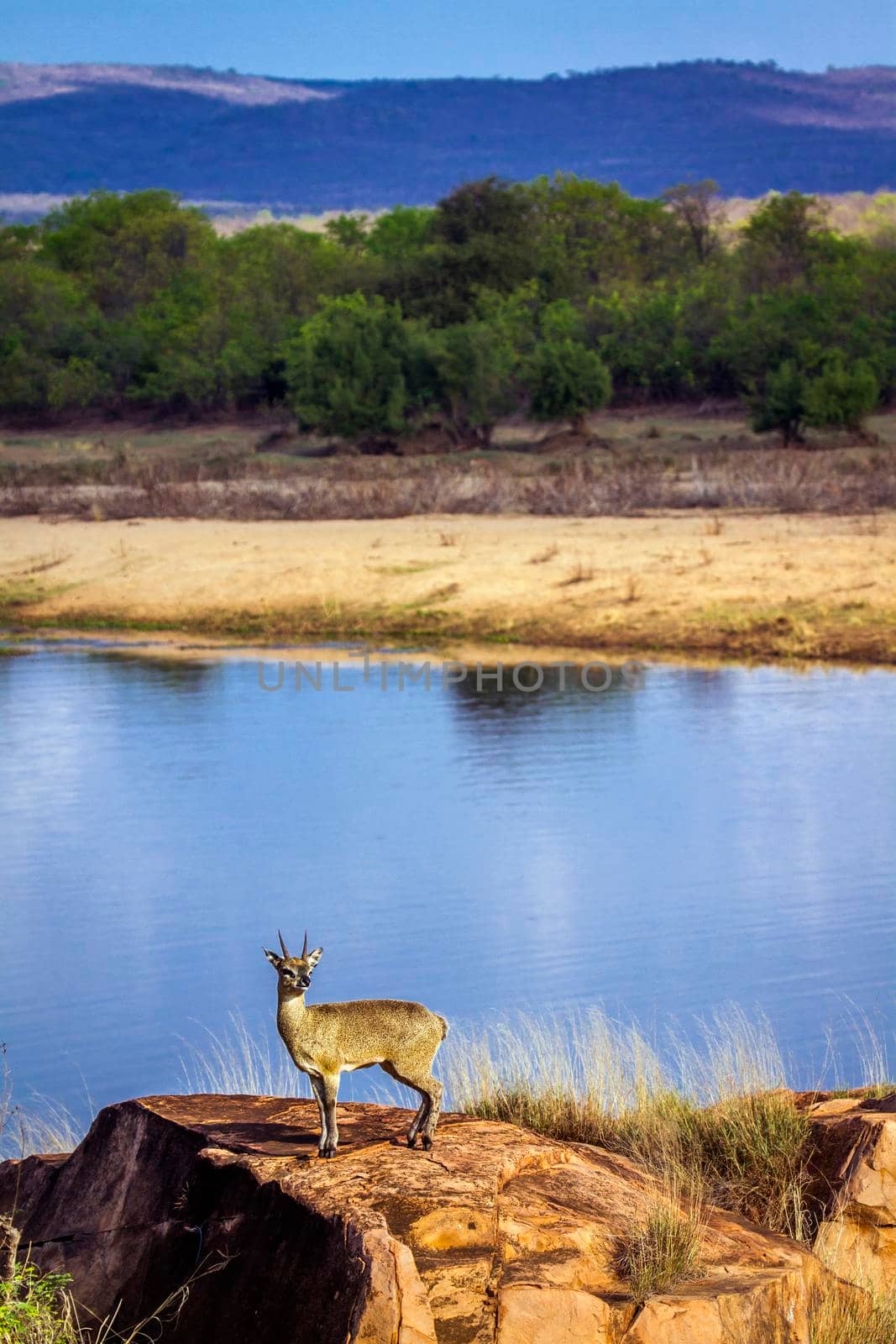 Specie Oreotragus oreotragus family of bovidae