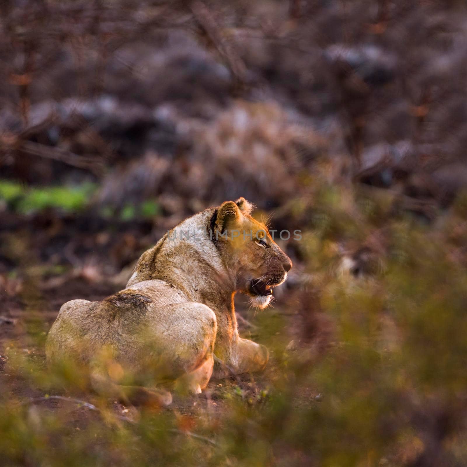 Specie Panthera leo family of felidae