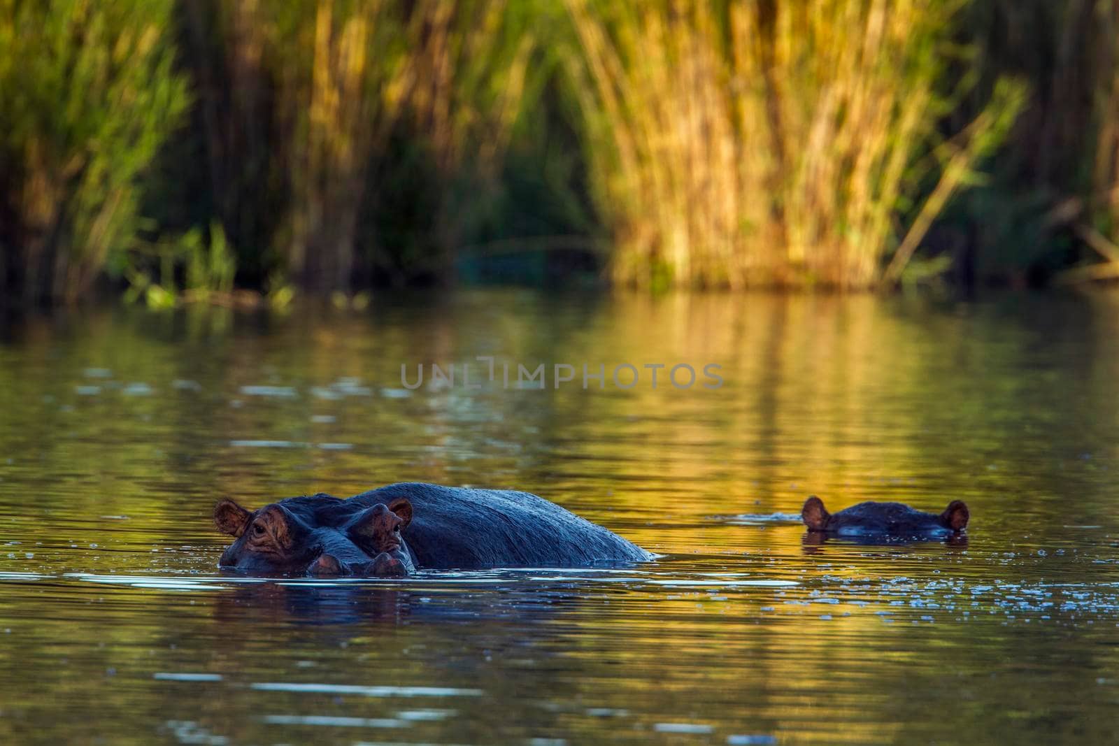 Specie Hippopotamus amphibius family of  Hippopotamidae