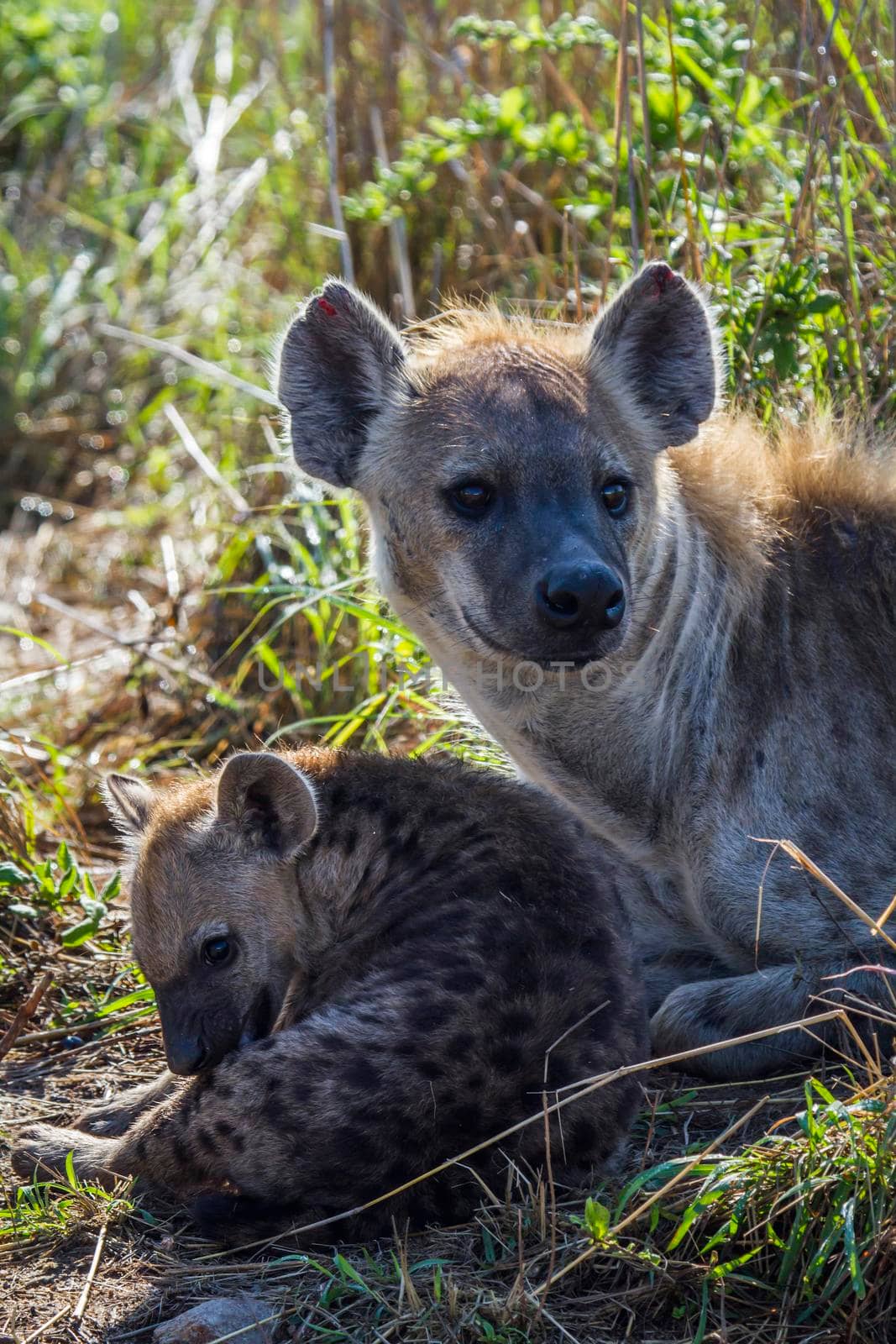 Spotted hyaena in Kruger National park, South Africa by PACOCOMO