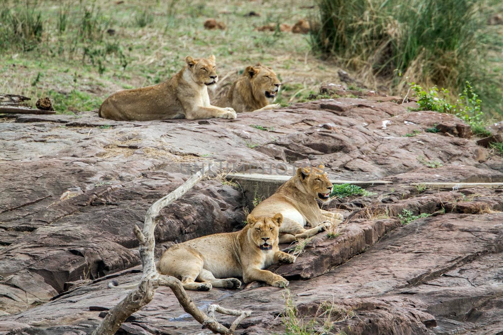 Specie Panthera leo family of felidae