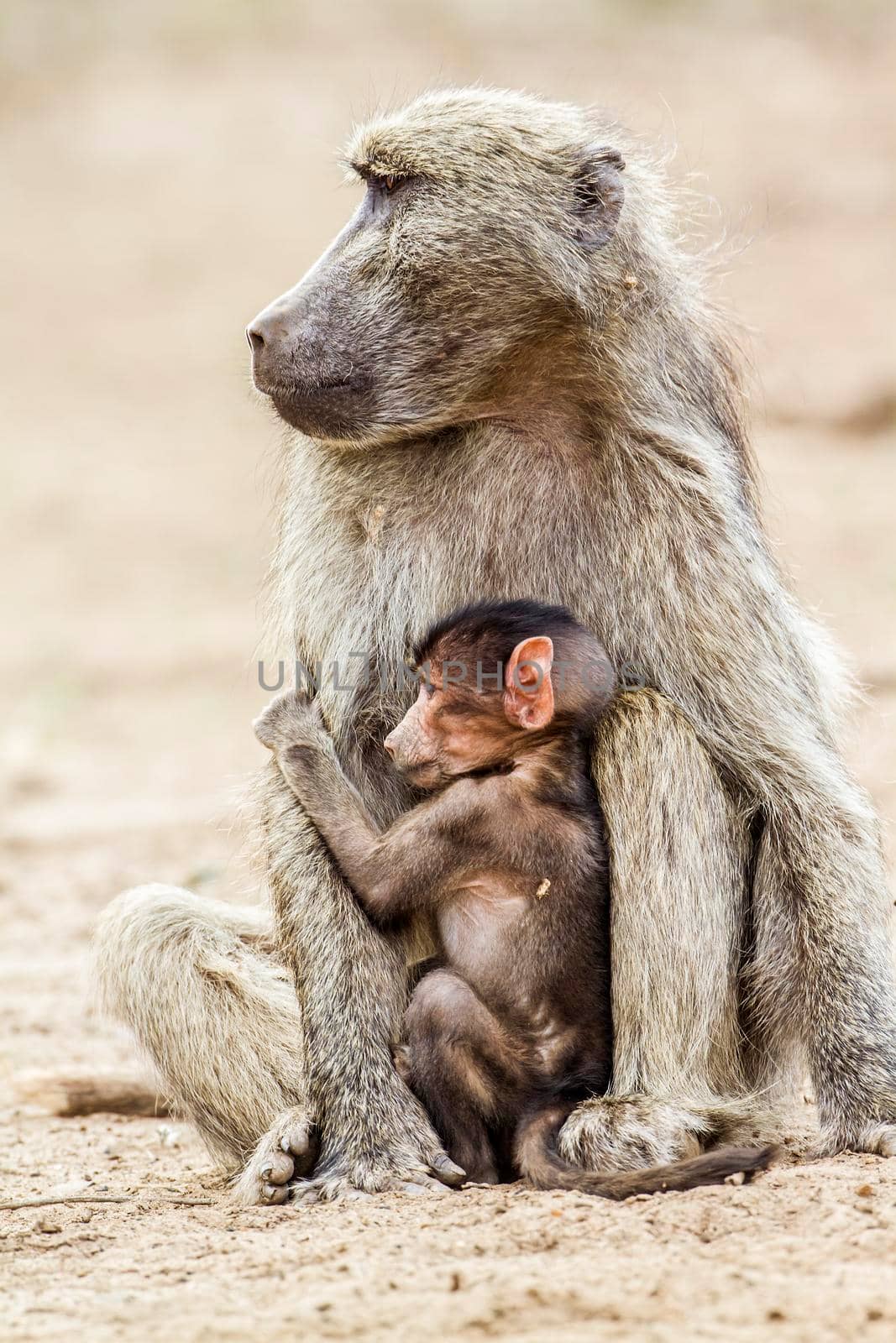 Chacma baboon in Kruger National park, South Africa by PACOCOMO