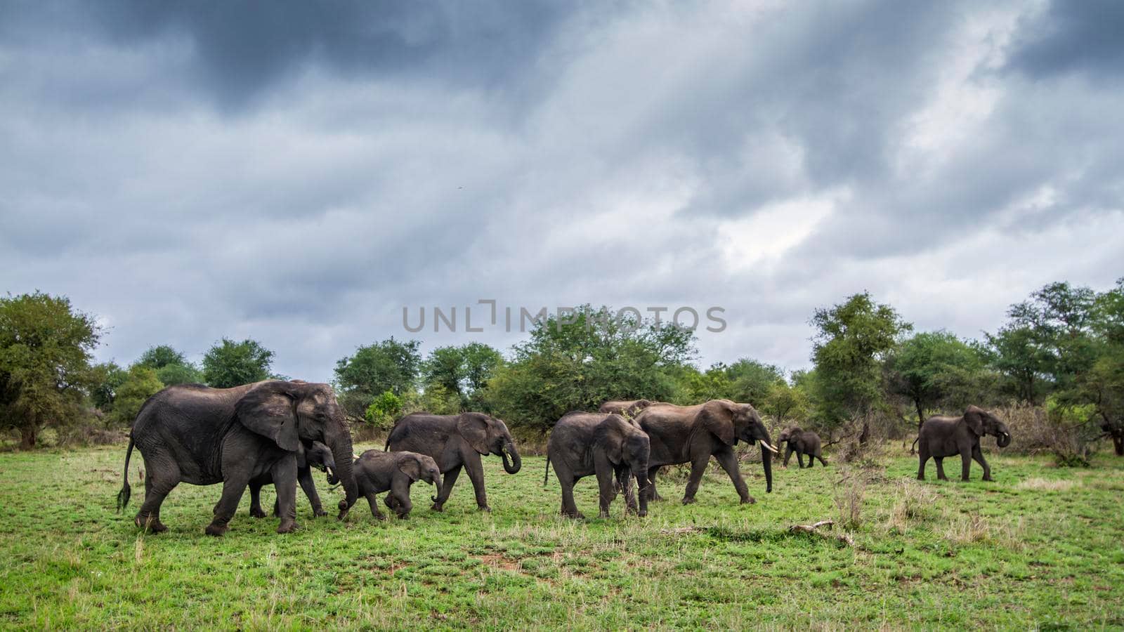 Specie Loxodonta africana family of Elephantidae