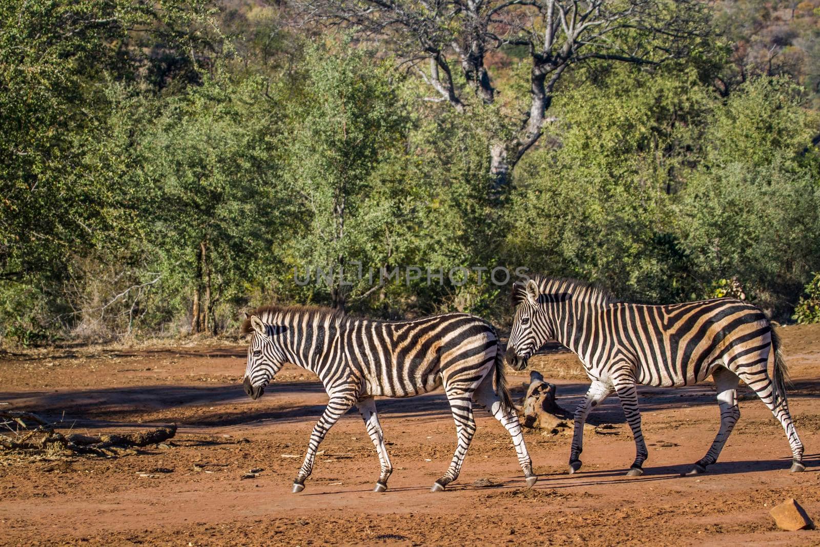 Specie Equus quagga burchellii family of Equidae