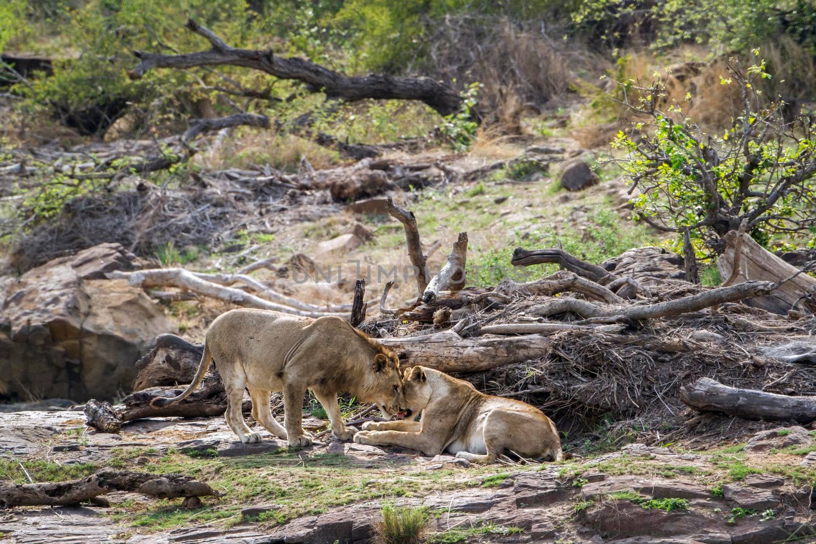 Specie Panthera leo family of felidae