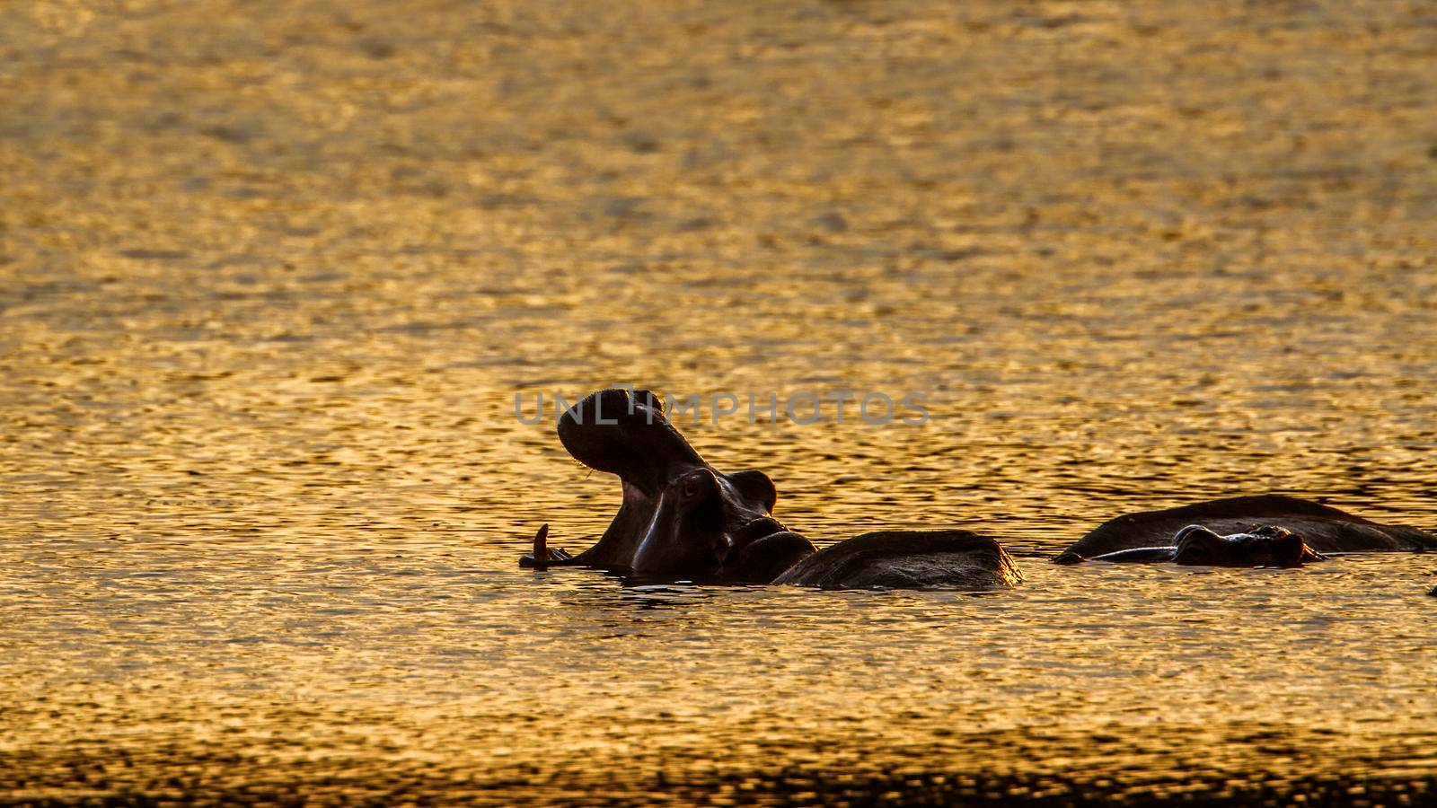 Specie Hippopotamus amphibius family of Hippopotamidae