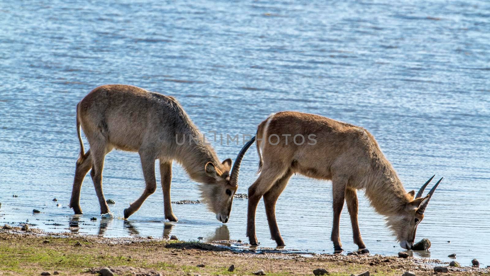 Specie Kobus ellipsiprymnus family of bovidae