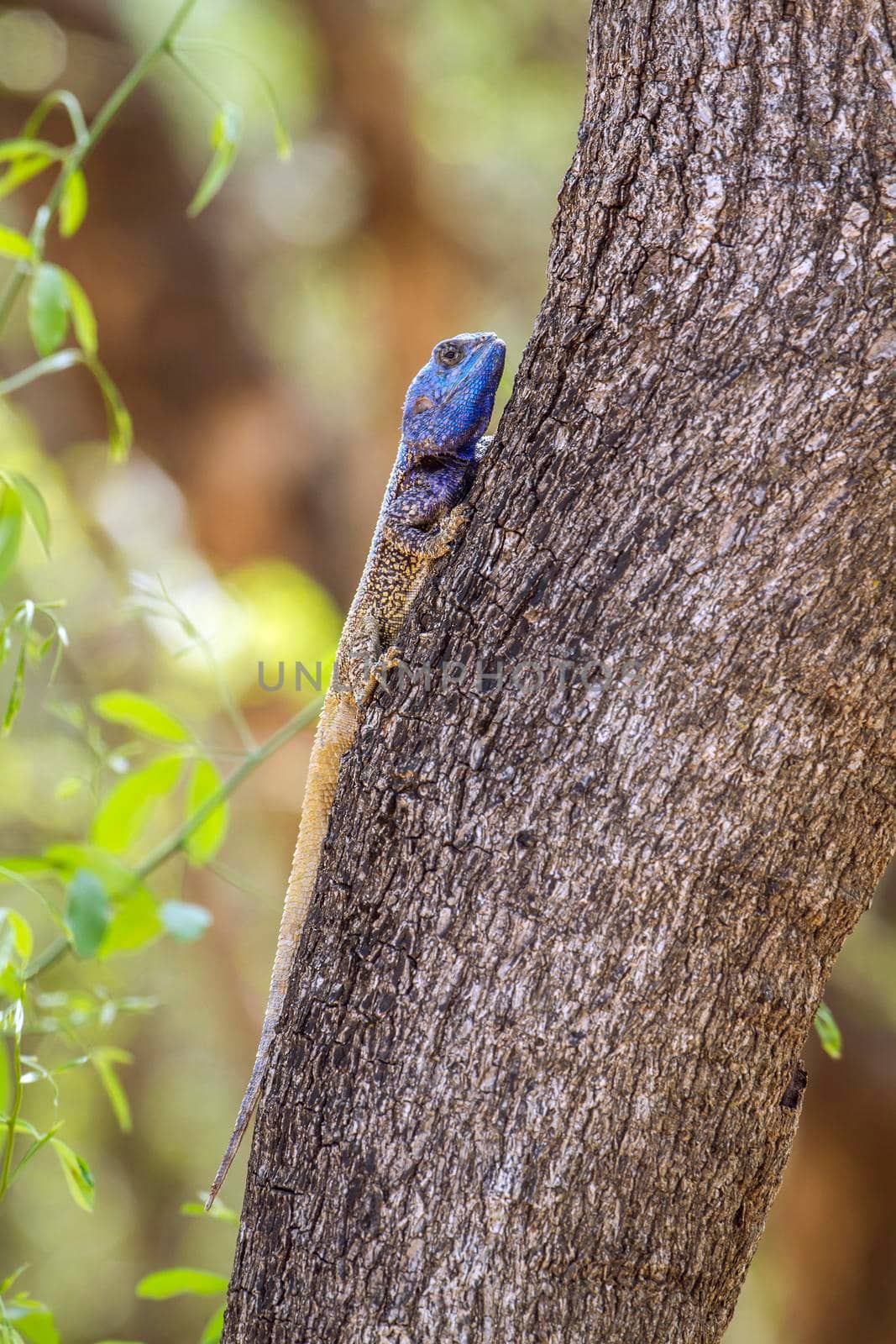 Specie atricollis d'Acanthocerus family of agamidae