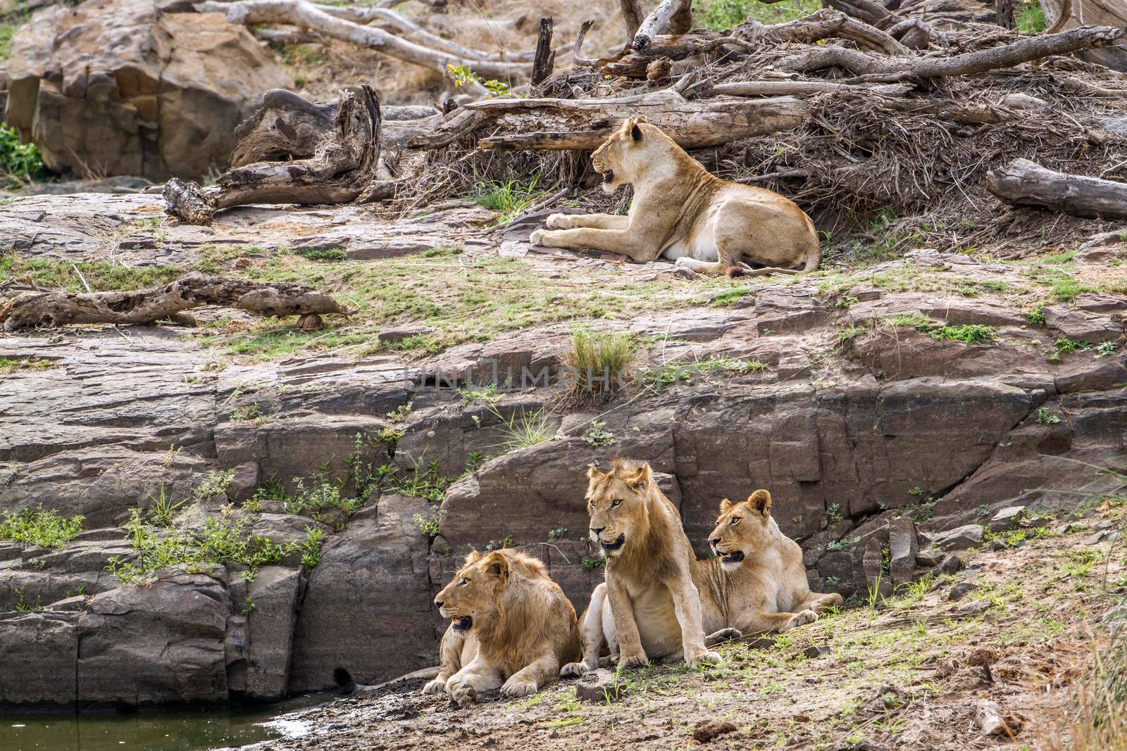 Specie Panthera leo family of felidae