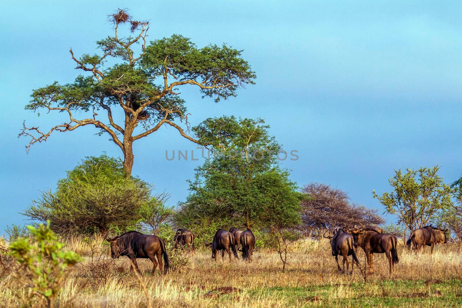 Specie Connochaetes taurinus family of  bovidae
