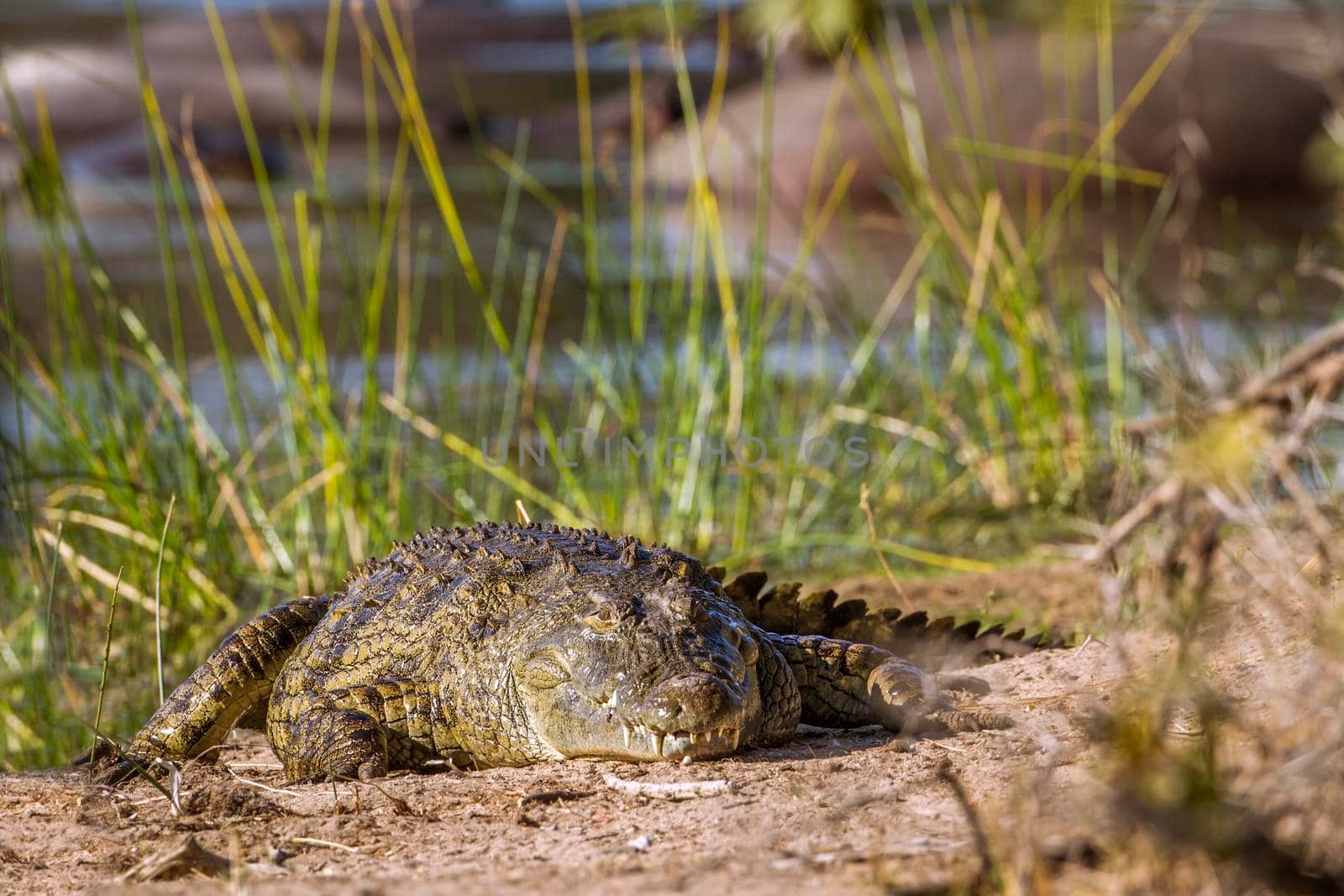 Specie Crocodylus niloticus family of Crocodylidae