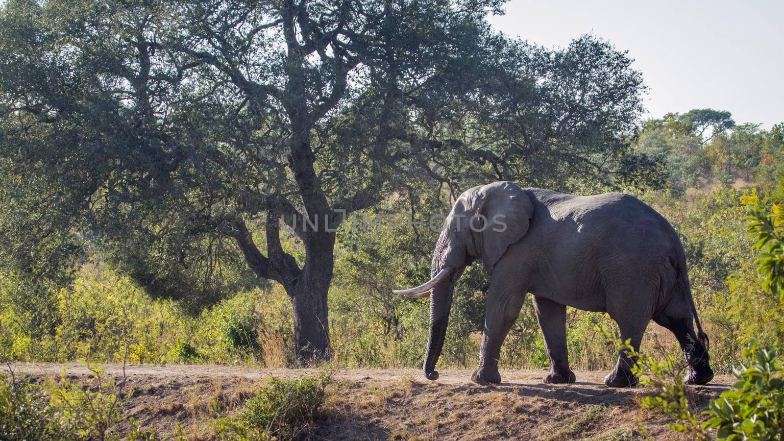 Specie Loxodonta africana family of Elephantidae