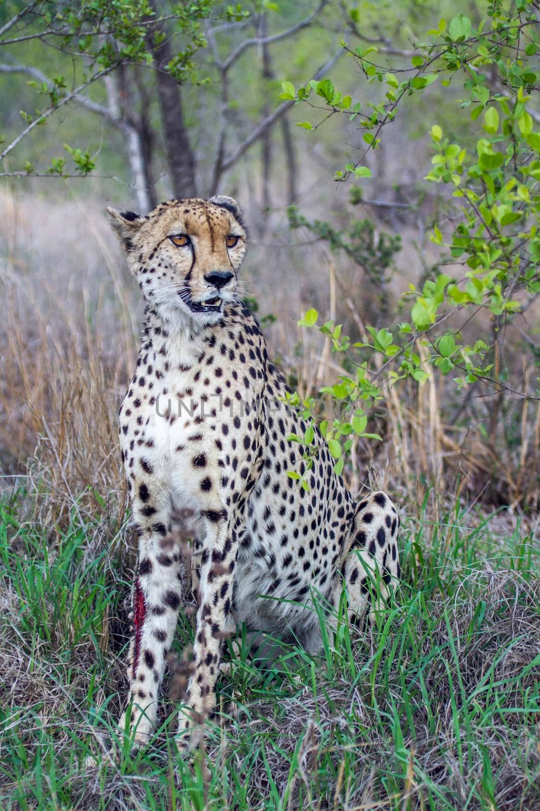 Specie Acinonyx jubatus family of felidae