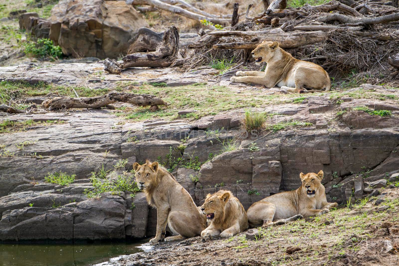 Specie Panthera leo family of felidae