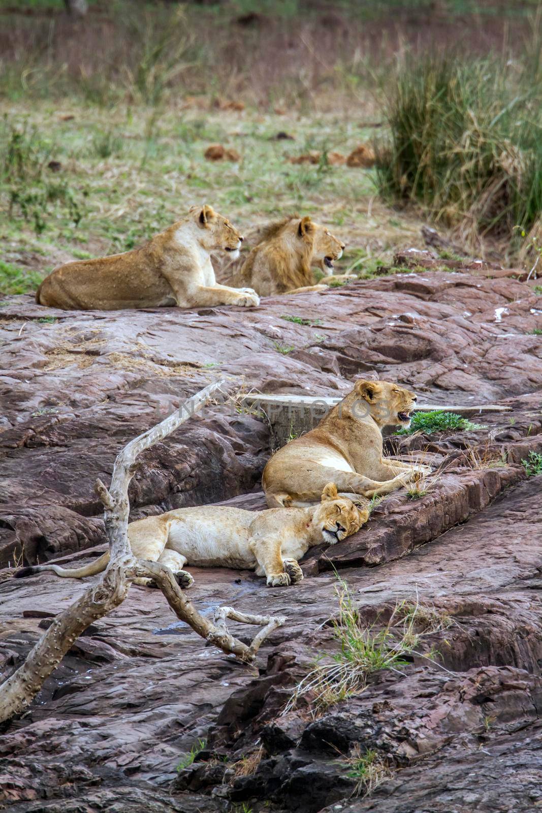 Lion in Kruger National park, South Africa by PACOCOMO