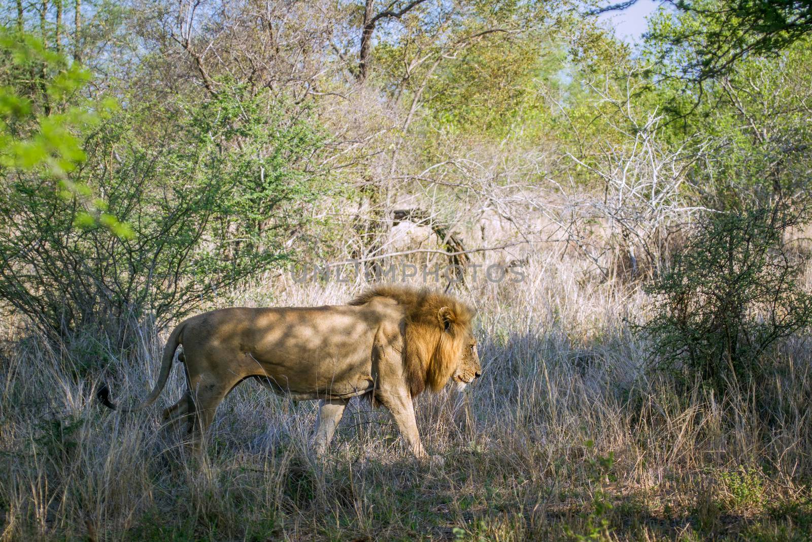 Specie Panthera leo family of felidae