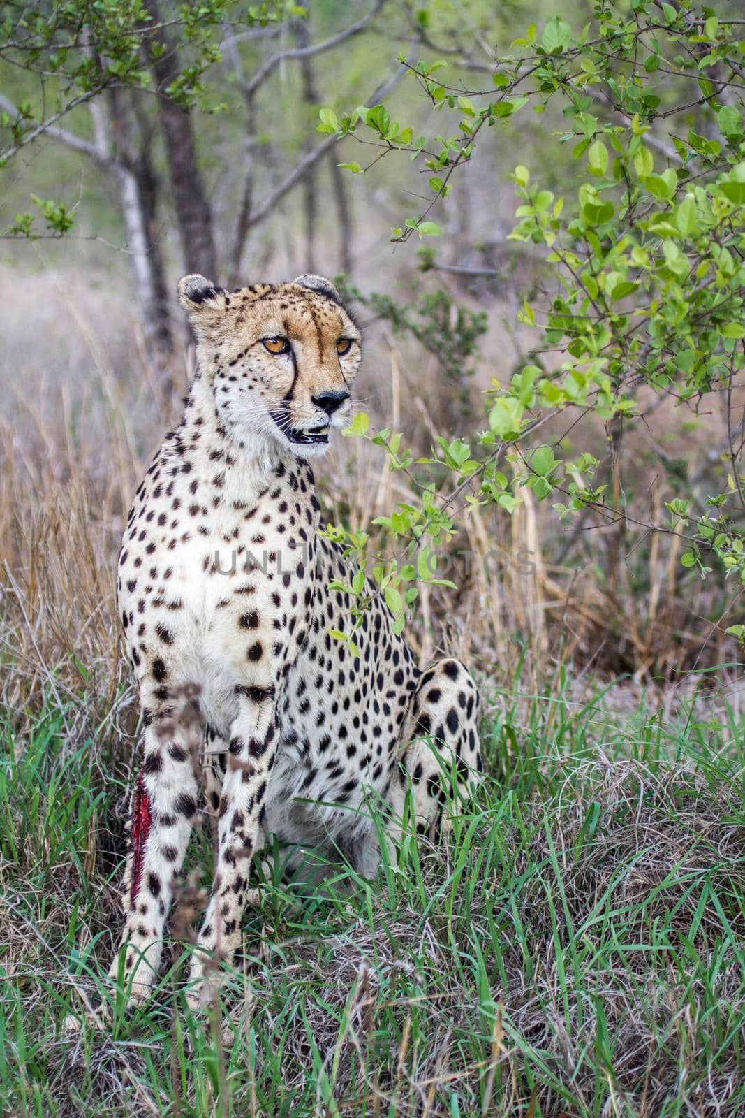 Specie Acinonyx jubatus family of felidae