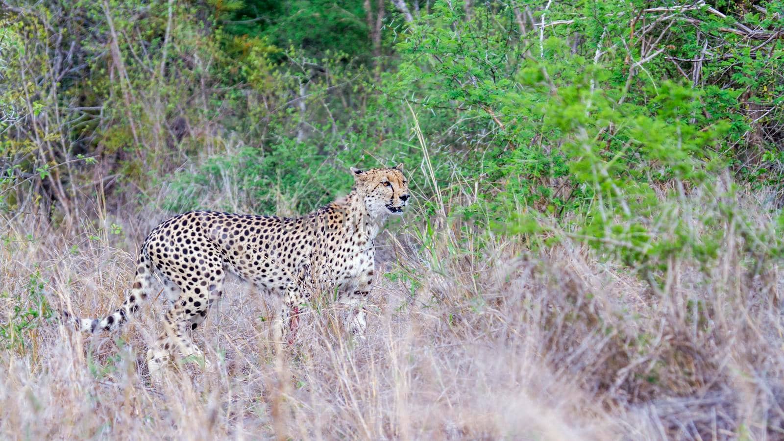 Specie Acinonyx jubatus family of felidae