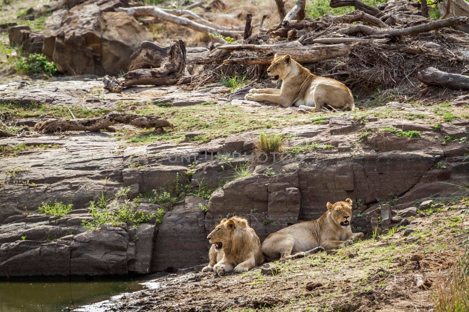 Specie Panthera leo family of felidae