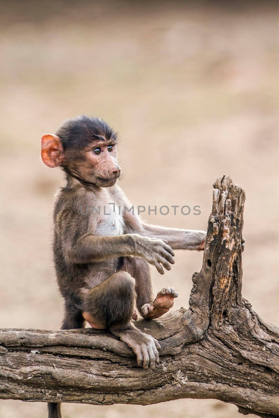 Chacma baboon in Kruger National park, South Africa by PACOCOMO