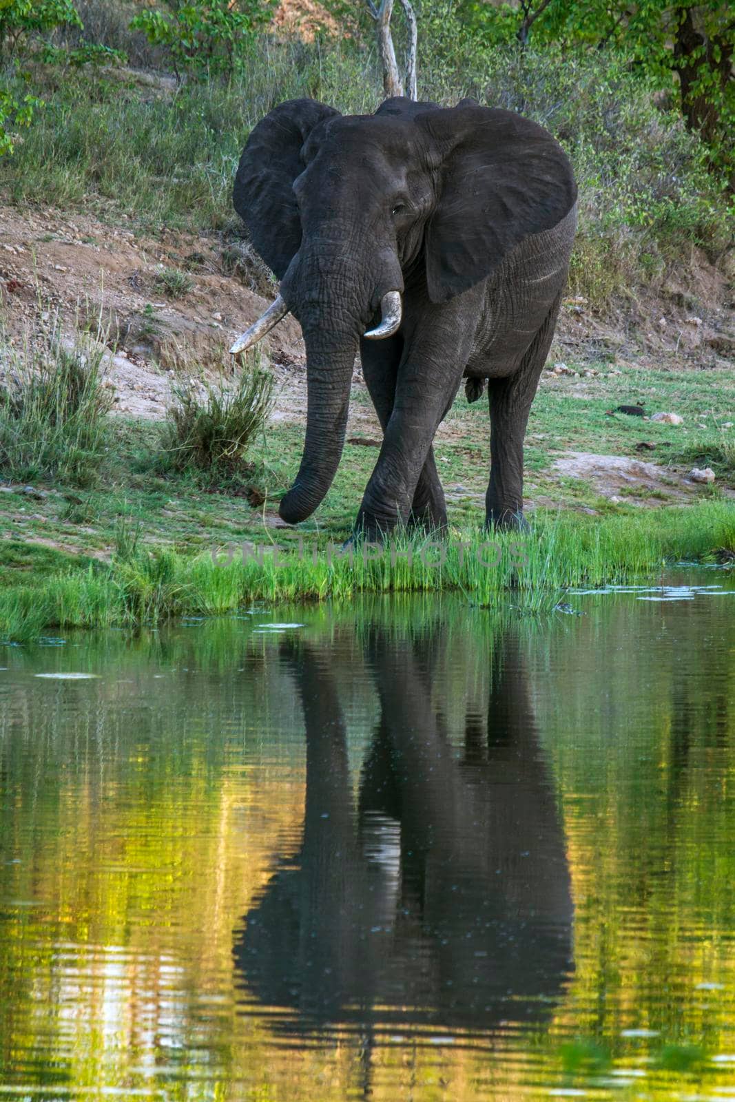 African bush elephant in Kruger National park, South Africa by PACOCOMO