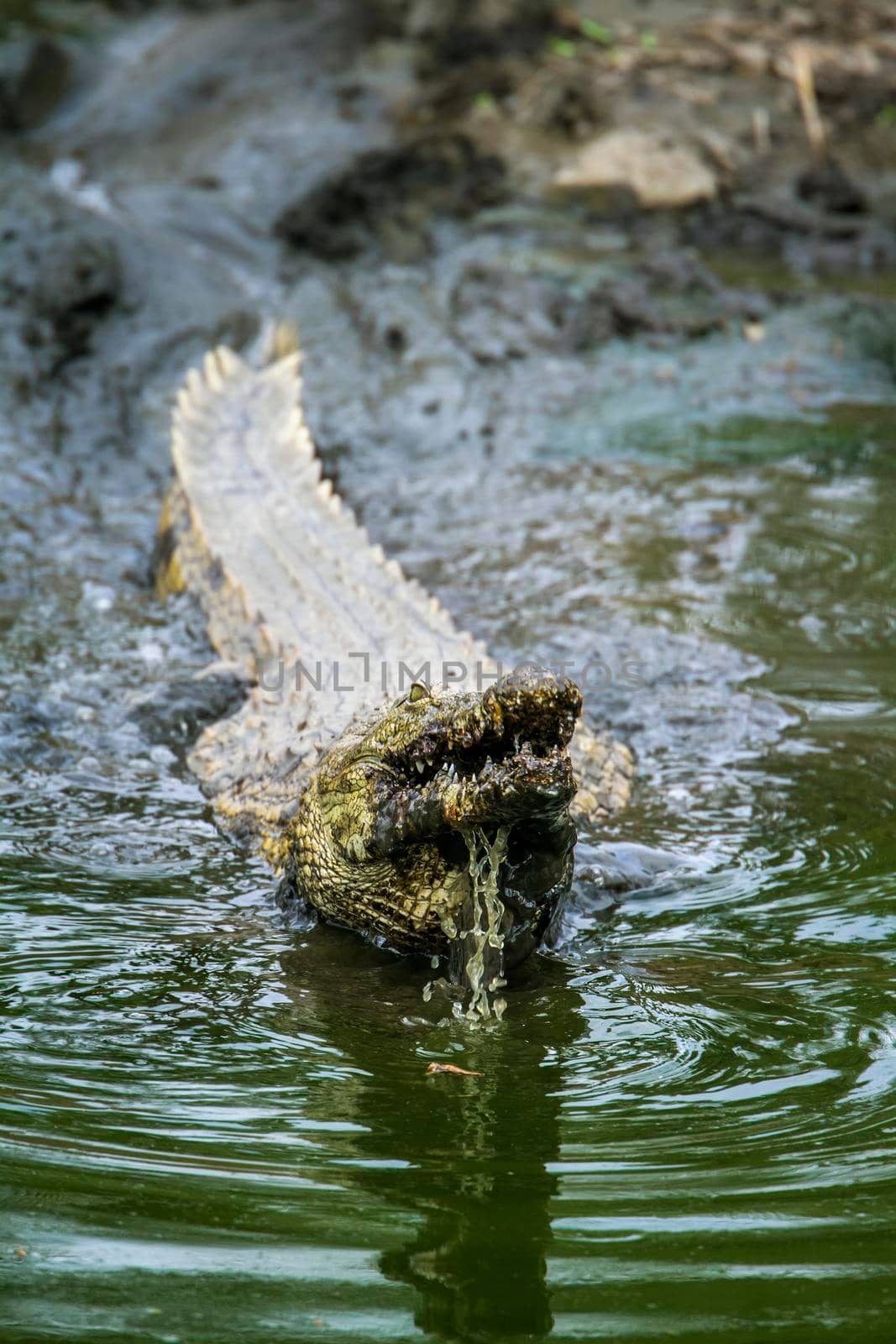 Nile crocodile in Kruger National park, South Africa by PACOCOMO