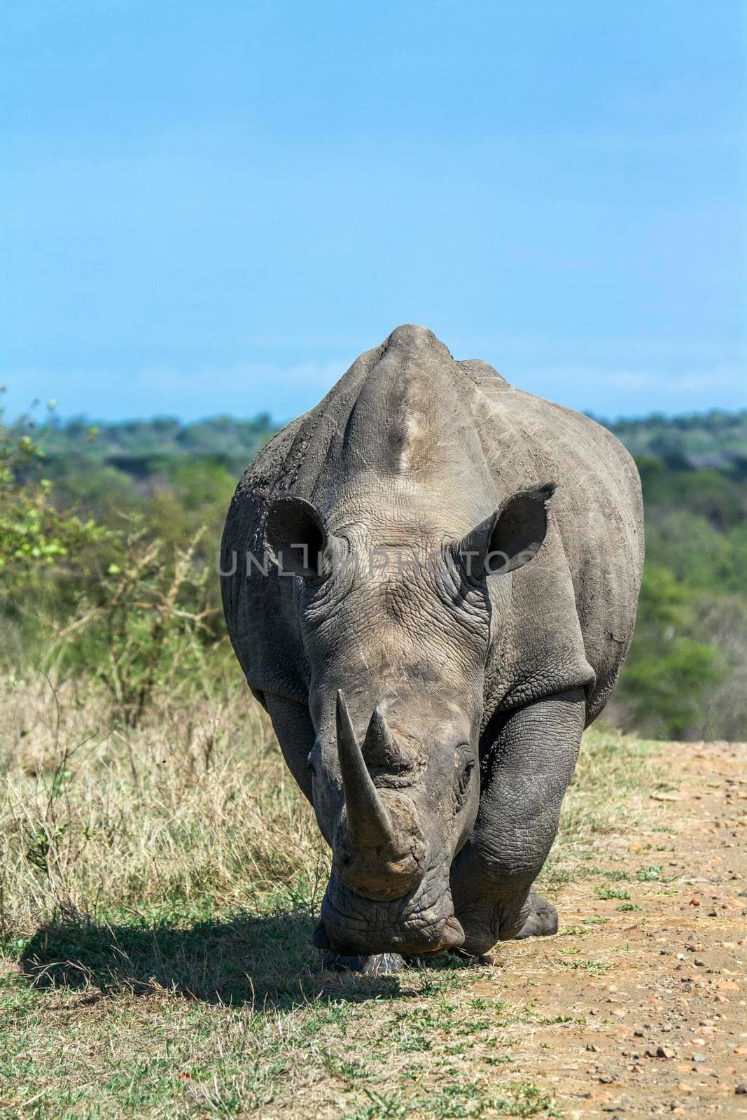 Specie Ceratotherium simum simum family of Rhinocerotidae