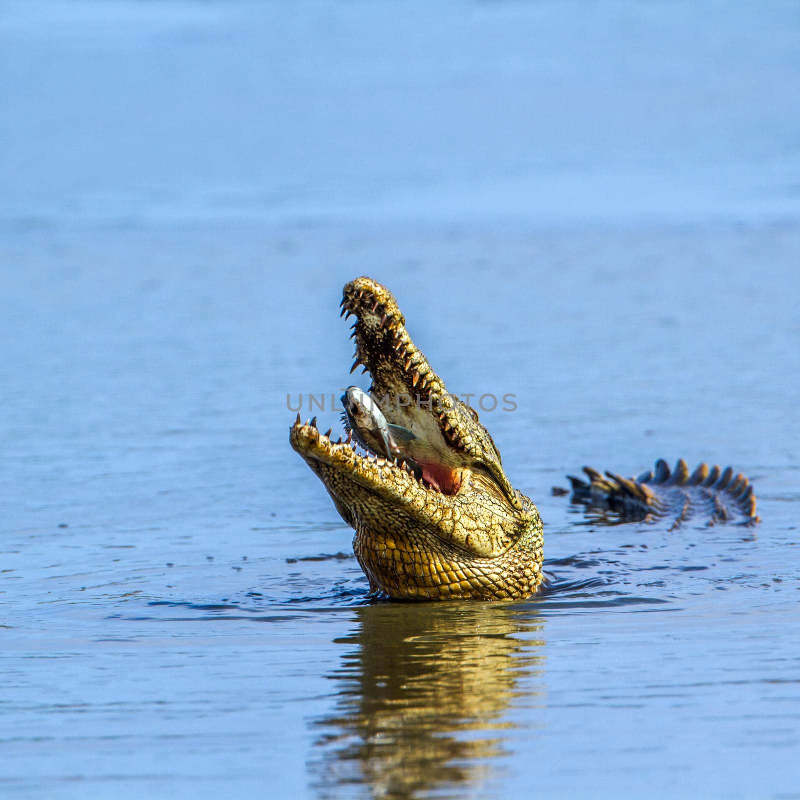 Nile crocodile in Kruger National park, South Africa by PACOCOMO