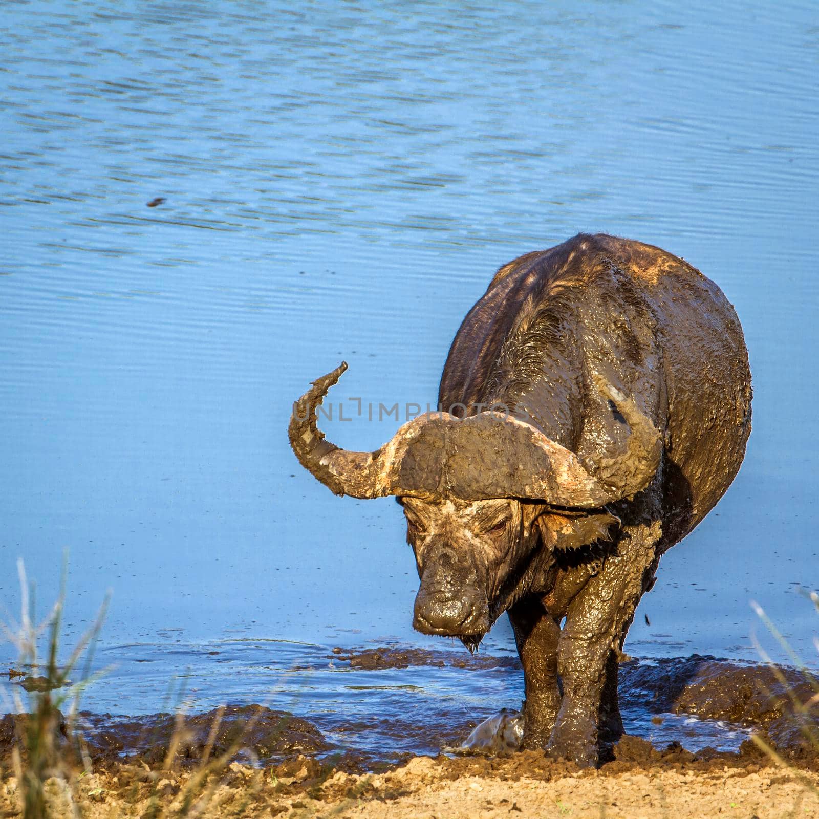 African buffalo in Kruger National park, South Africa by PACOCOMO