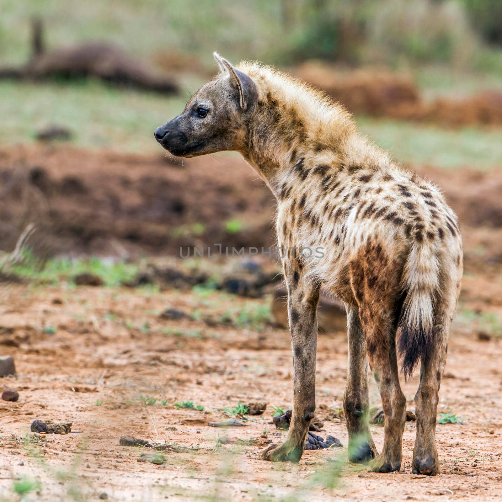 Spotted hyaena in Kruger National park, South Africa by PACOCOMO