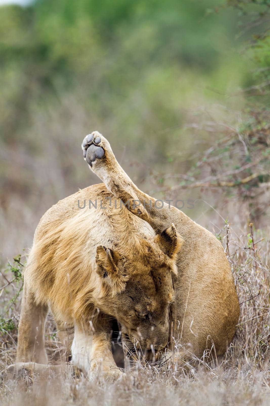 African lion in Kruger National park, South Africa by PACOCOMO