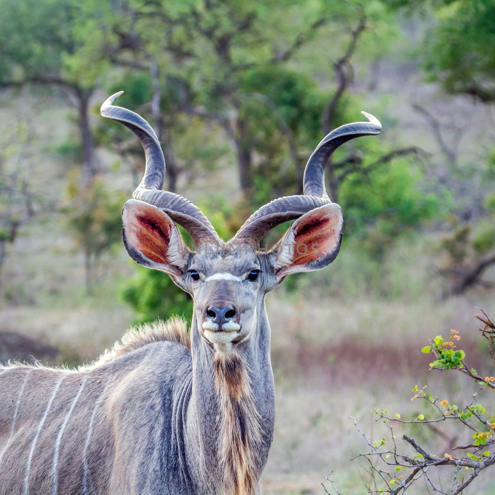 Specie Tragelaphus strepsiceros family of bovidae