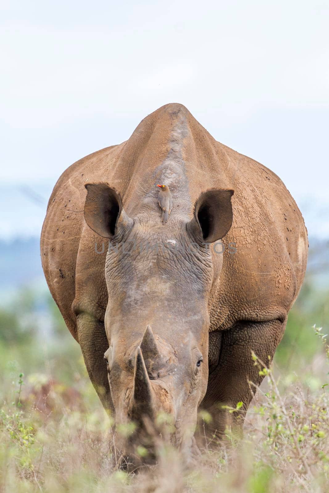 Specie Ceratotherium simum simum family of Rhinocerotidae