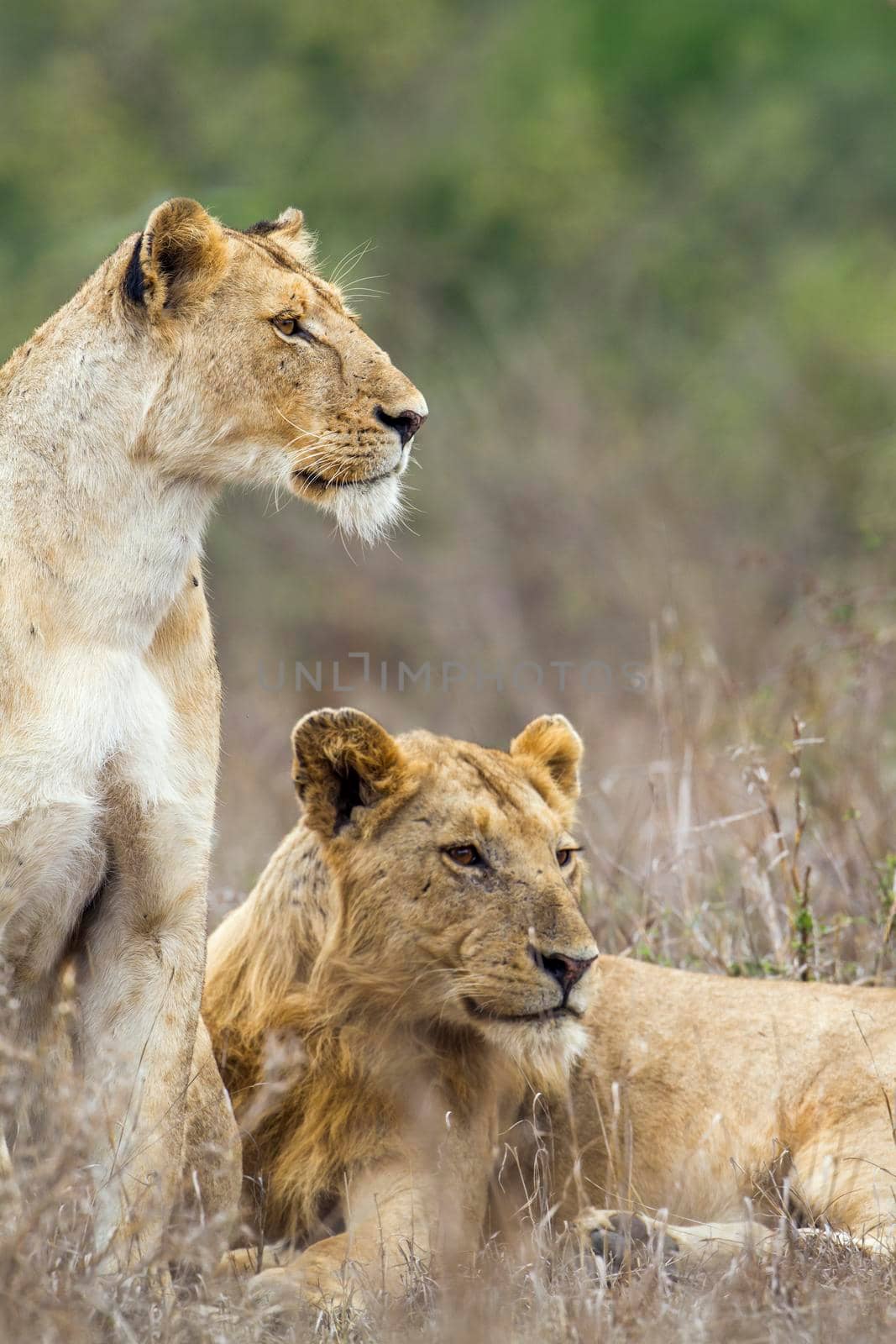 African lion in Kruger National park, South Africa by PACOCOMO