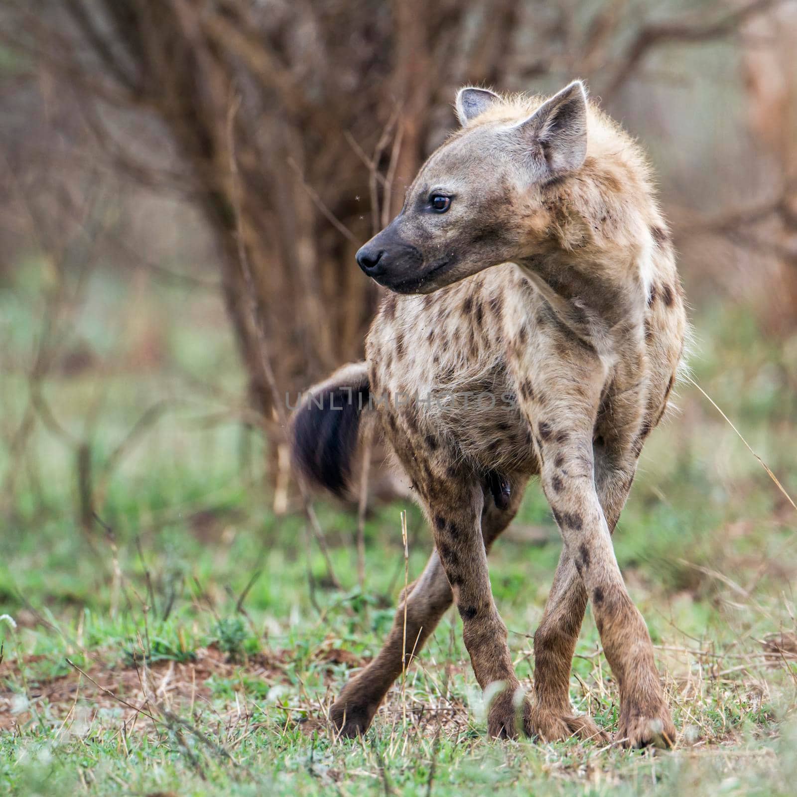 Spotted hyaena in Kruger National park, South Africa by PACOCOMO