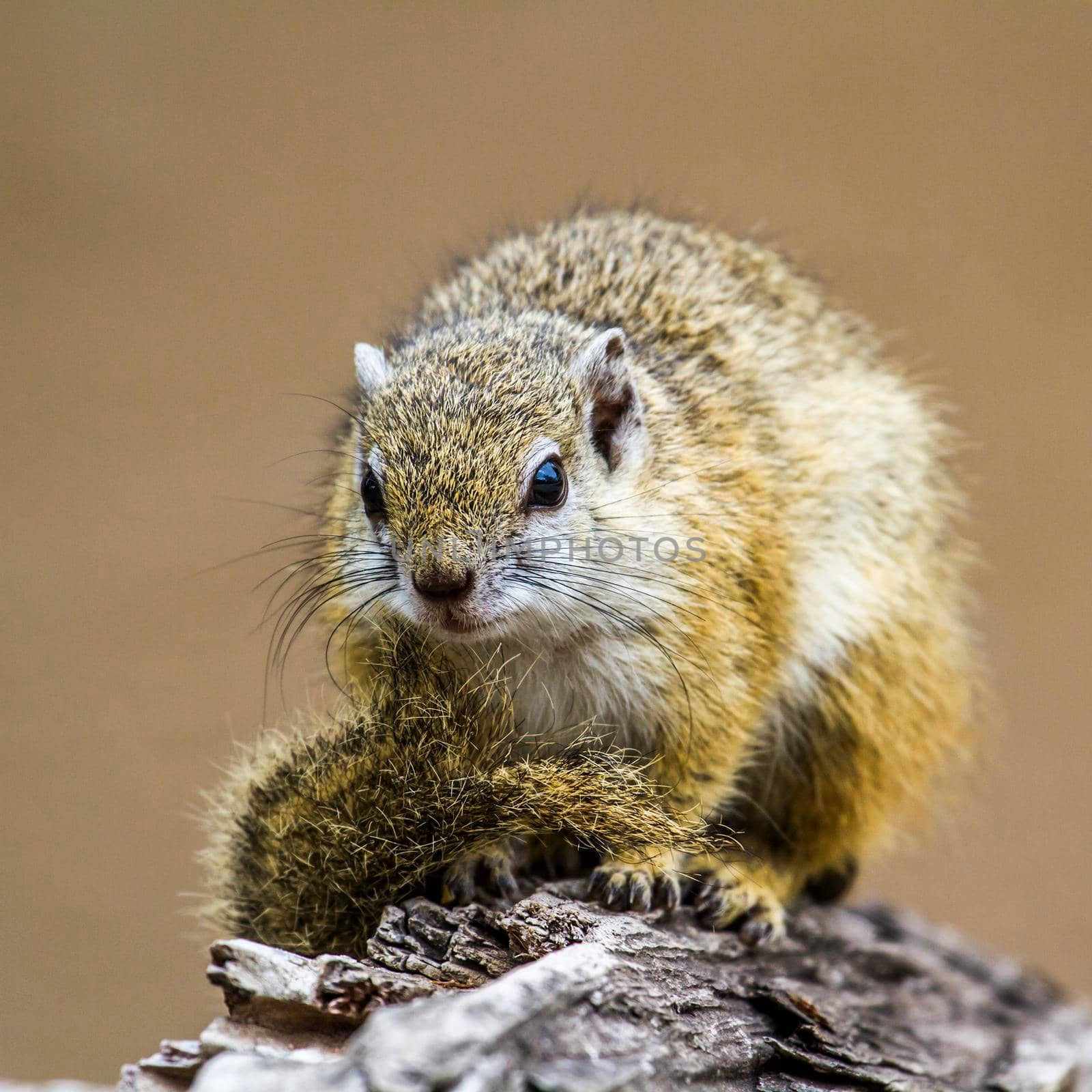 Specie Paraxerus cepapi family of Sciuridae