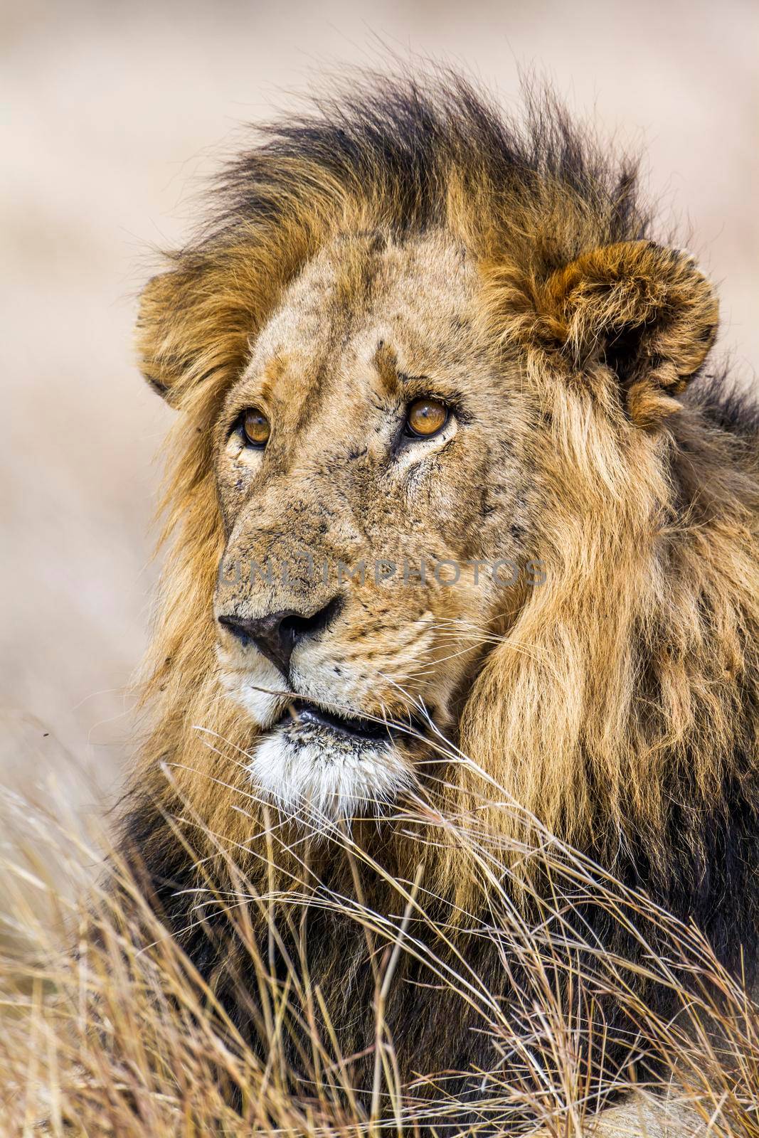 Lion in Kruger National park by PACOCOMO