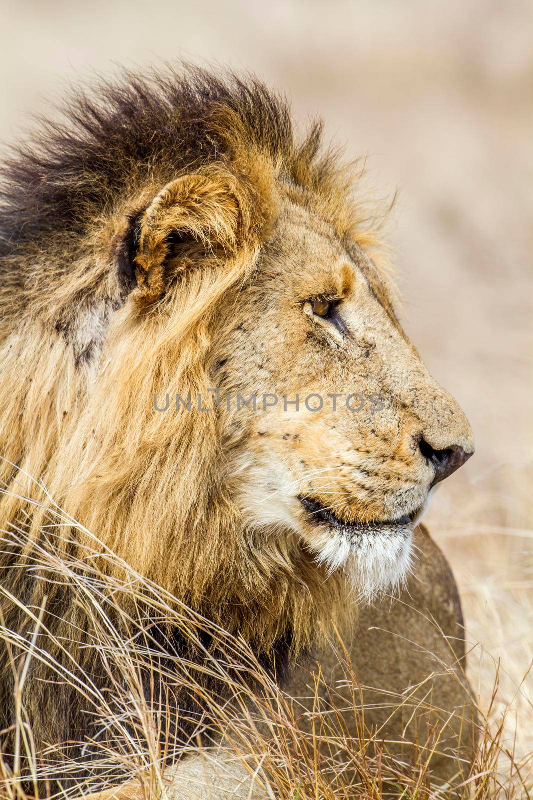 Lion in Kruger National park by PACOCOMO