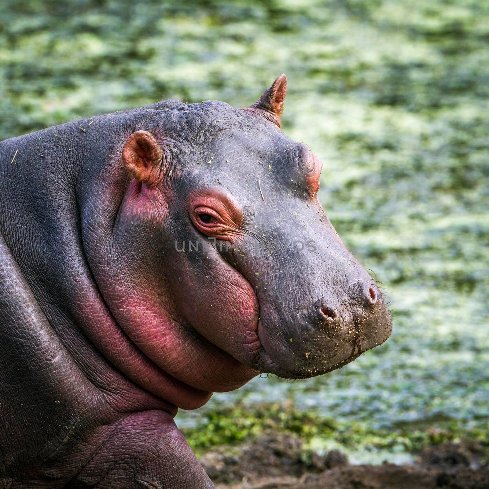 Specie Hippopotamus amphibius family of Hippopotamidae