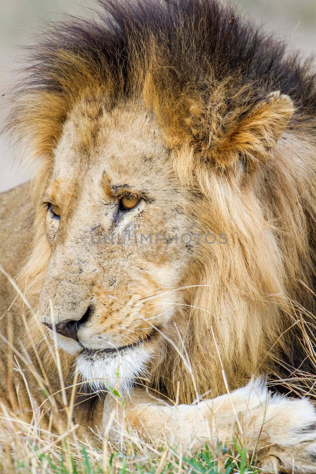 Lion in Kruger National park by PACOCOMO