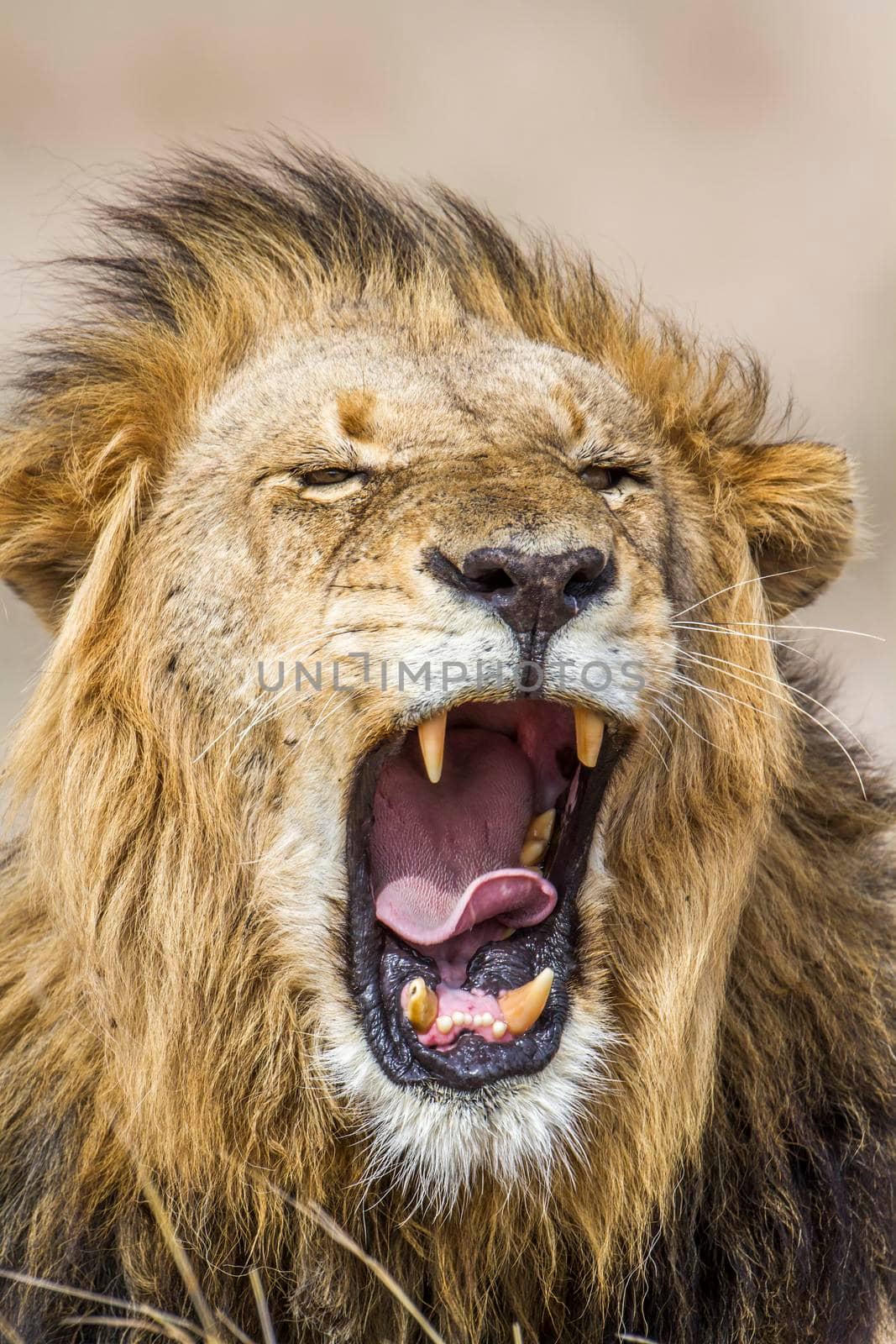 Lion in Kruger National park by PACOCOMO