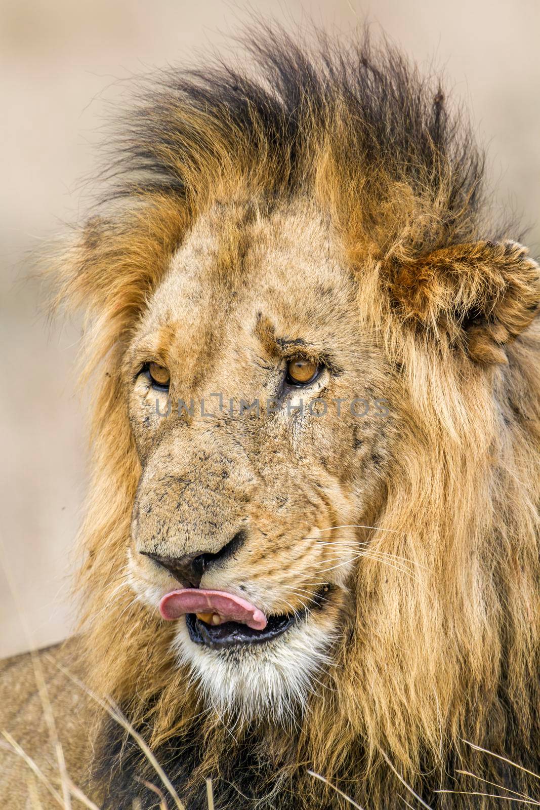 Lion in Kruger National park by PACOCOMO