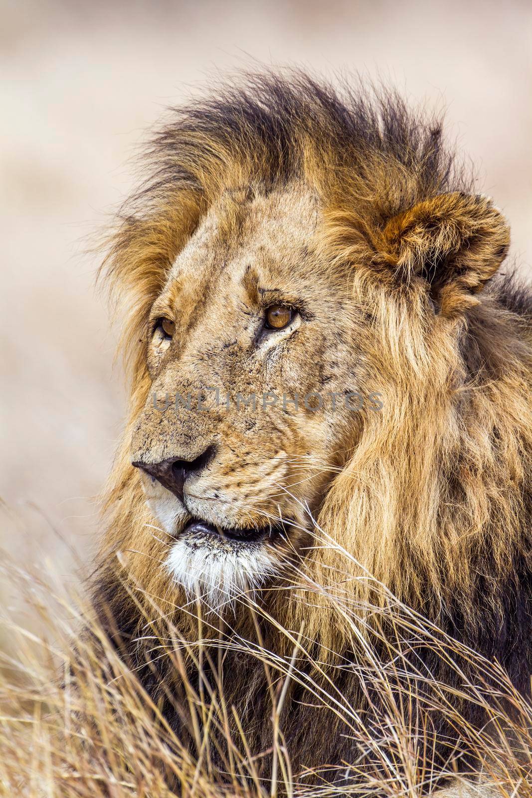 Lion in Kruger National park by PACOCOMO