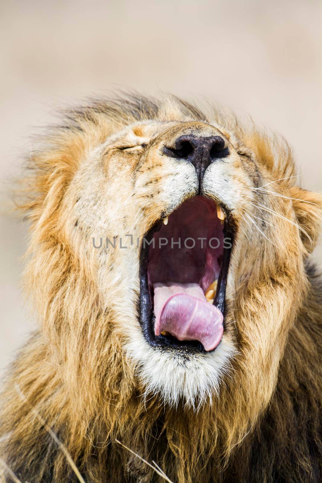 Lion in Kruger National park by PACOCOMO