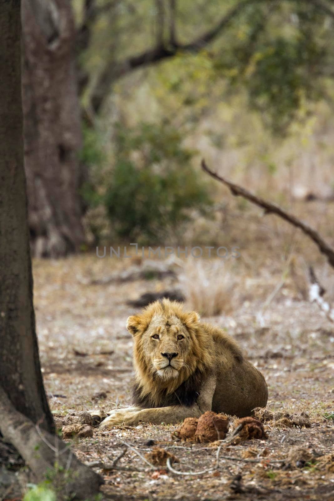 Specie Panthera leo family of Felidae