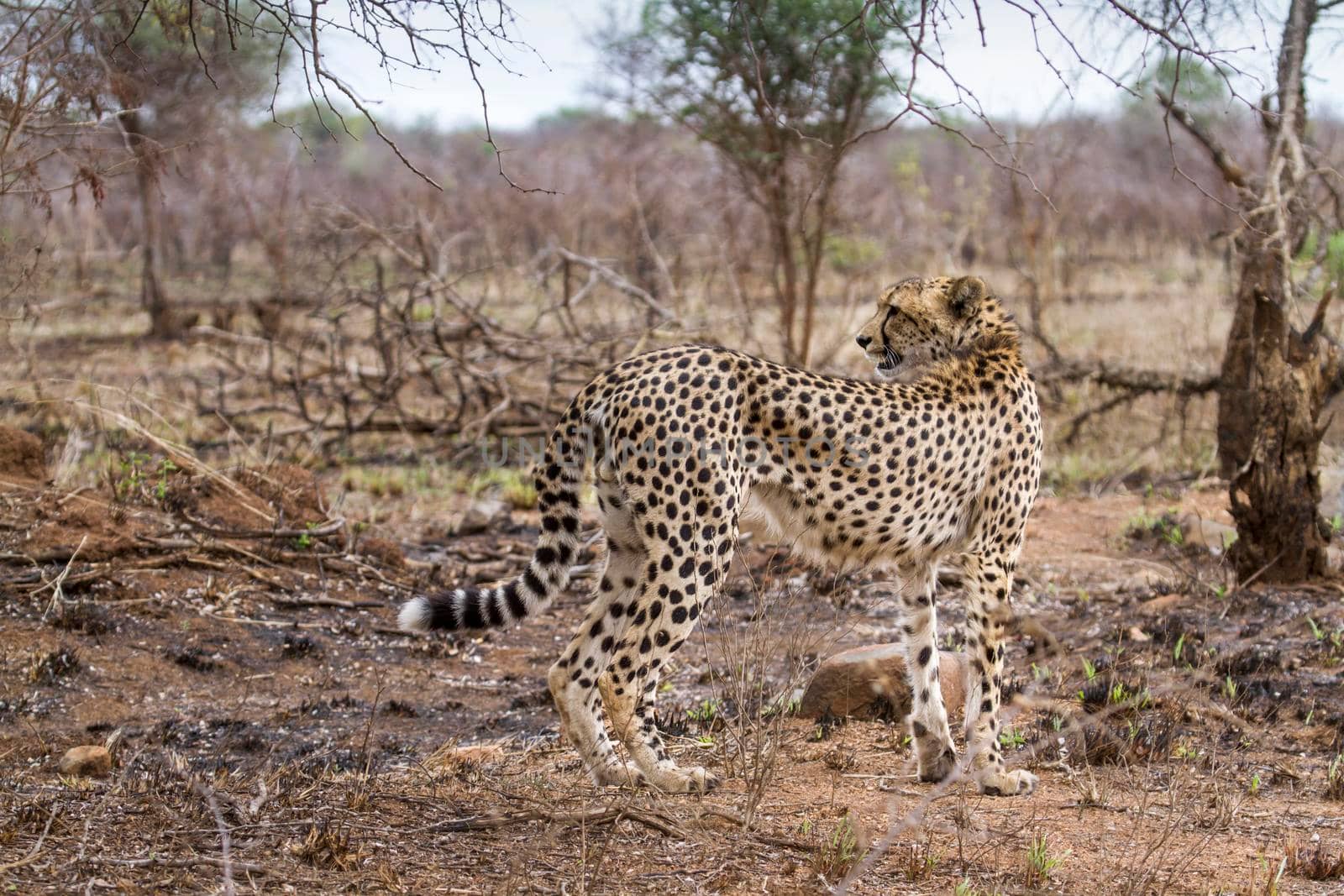 Specie Acinonyx jubatus family of felidae