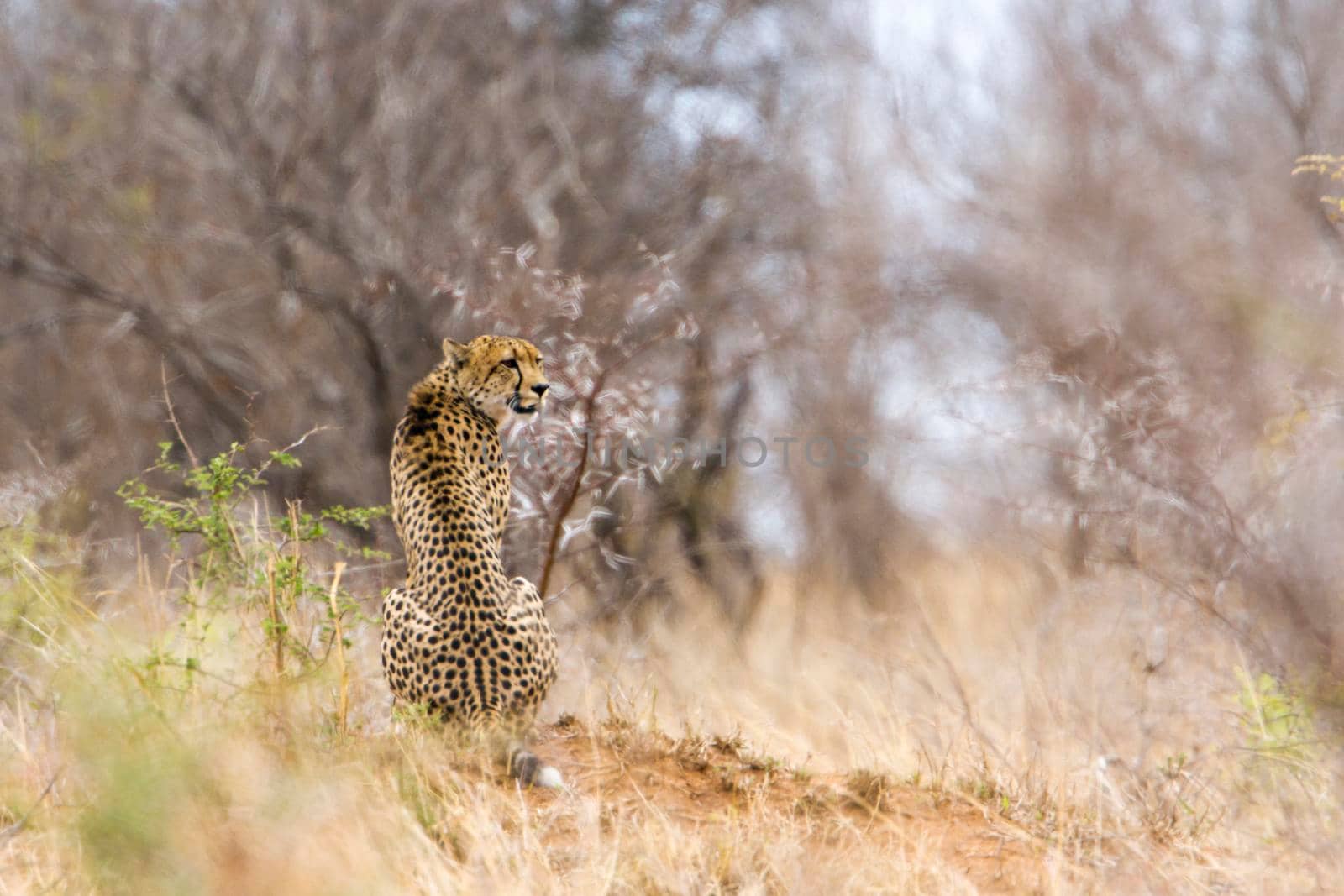 Specie Acinonyx jubatus family of felidae