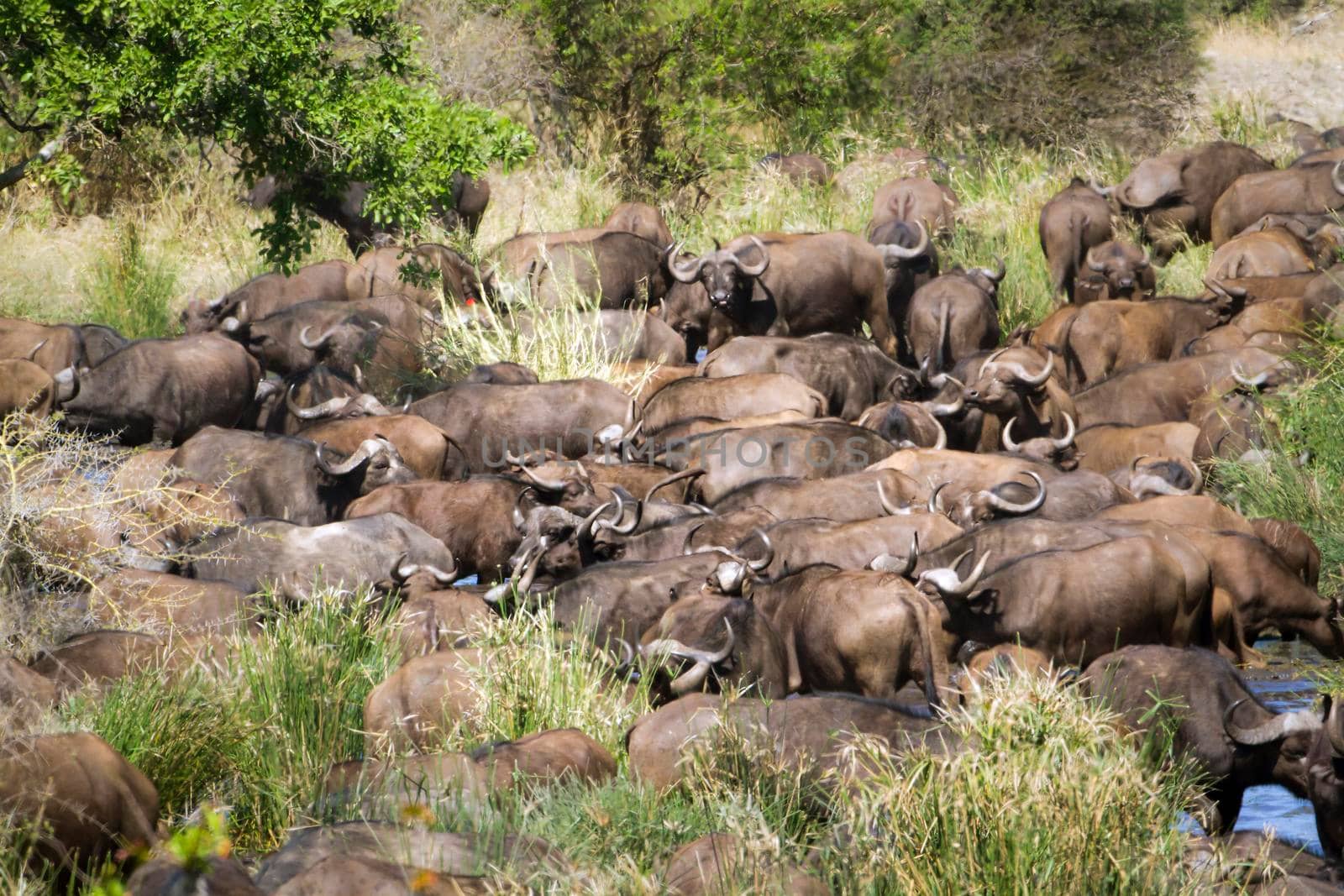 Specie Syncerus caffer family of bovidae