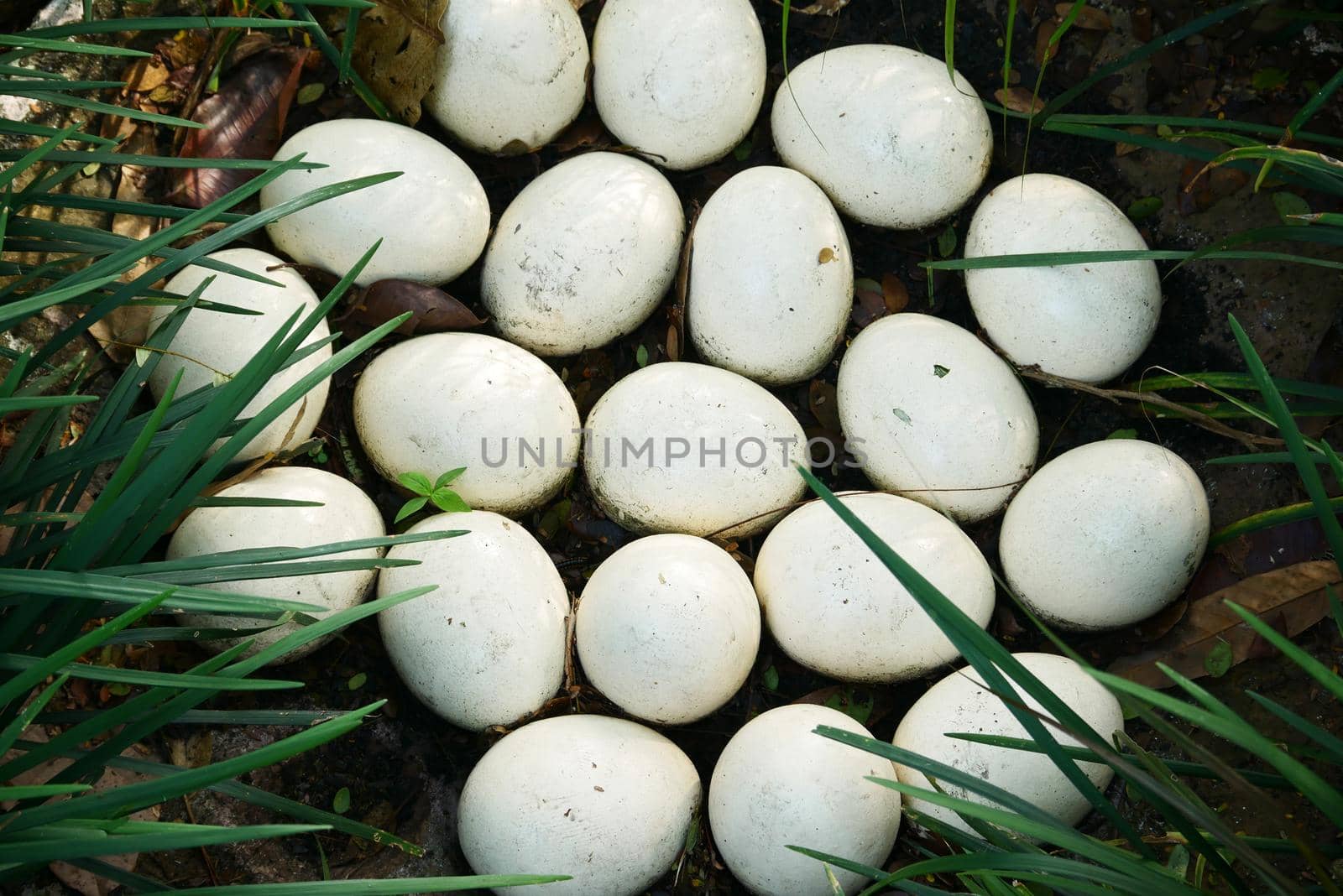 Ostrich egg on green grass top view .