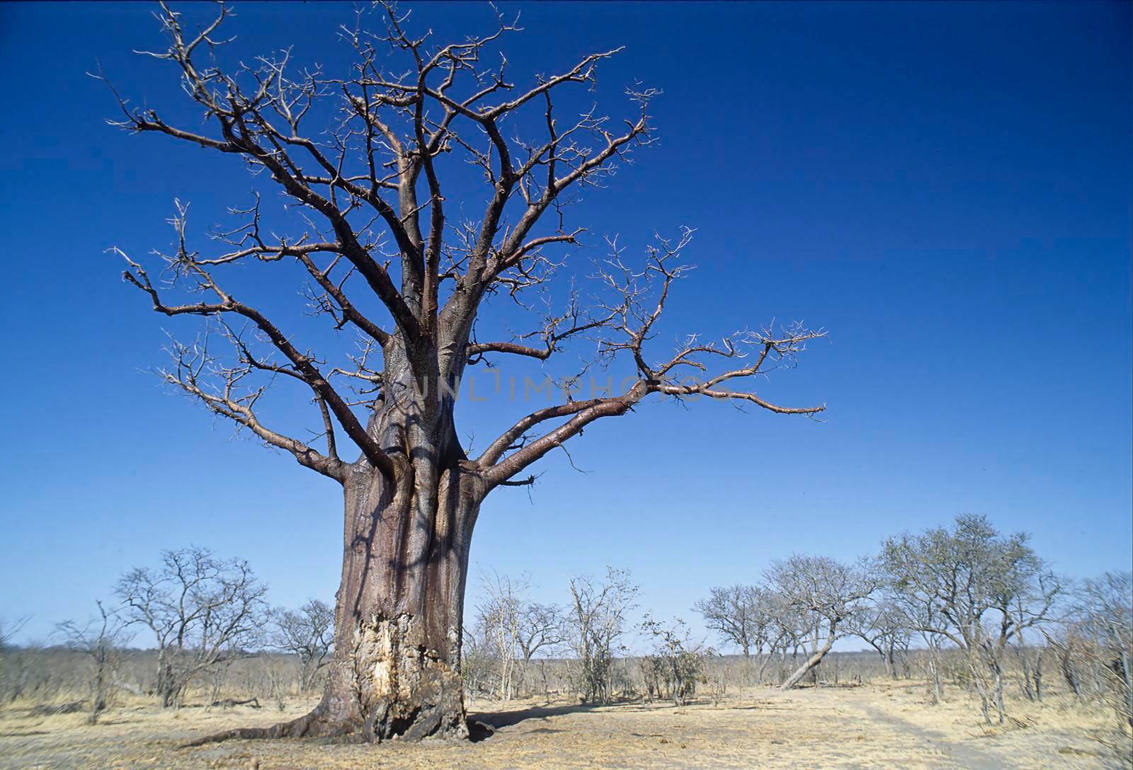 the baobab tree (adansonia grandidieri), zimbabwe, africa